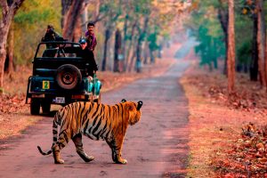 Golden triangle with tiger safari