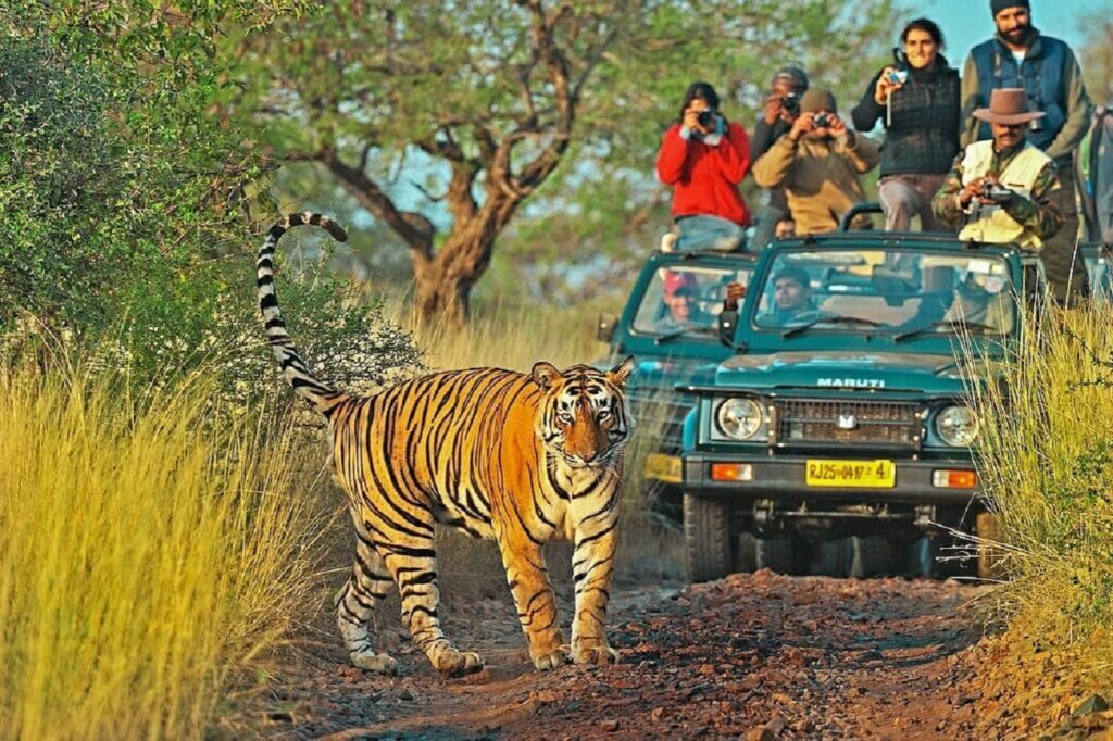 From Jaipur: Same Day Ranthambore National Park Tiger Safari Tour
