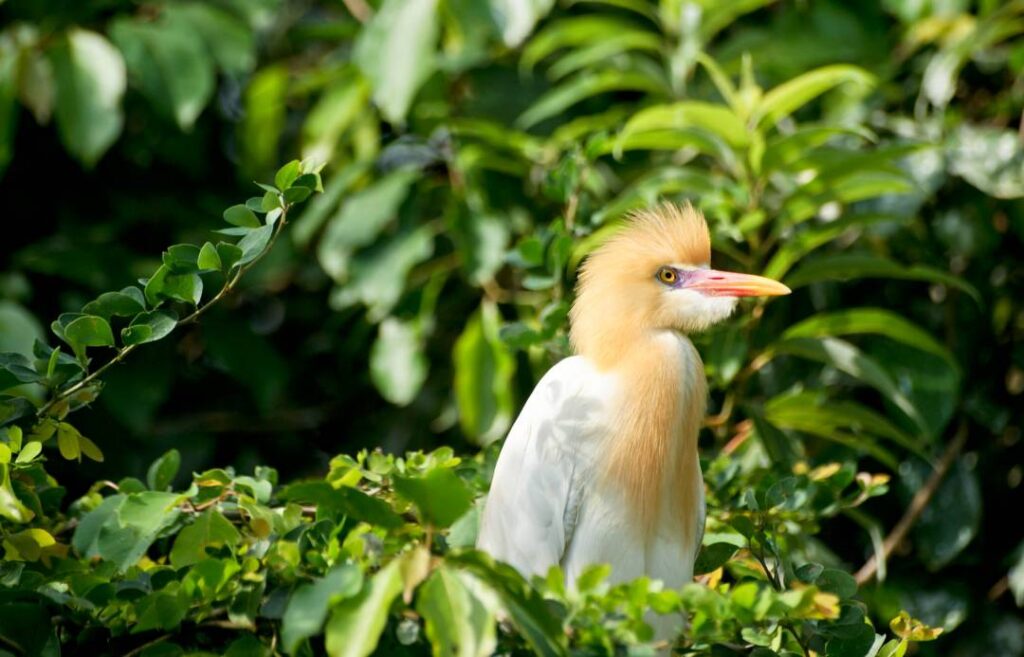 Bird Sanctuary Orchha